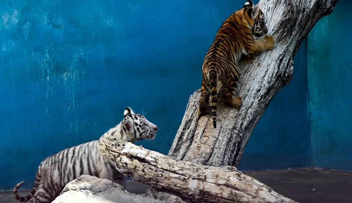 Anak harimau putih, Yanek bermain dengan saudaranya di Kebun Binatang Nasional Kuba di Havana pada 4 Juni 2021. Untuk pertama kalinya dalam 20 tahun, empat anak harimau lahir di kebun binatang dan di antaranya, seekor harimau putih betina yang langka bernama Yanek. (YAMIL LAGE/AFP)