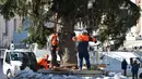 Pekerja dibantu sebuah derek mendirikan pohon Natal raksasa di Alun-alun Santo Petrus, Vatikan, Kamis (23/11). Pohon Natal yang didatangkan dari Polandia ini tingginya mencapai 28 meter. (Andreas SOLARO / AFP Photo)