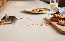 Cara Mengusir Tikus dari Dapur agar Tak Lagi Hobi Colong Makanan