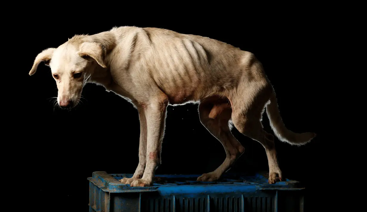 Alvaro dengan tulang terlihat jelas ketika difoto di pusat penampungan anjing Famproa di Los Teques, Venezuela, 18 Agustus 2016. Saat dibawa, Alvaro dalam kondisi yang sangat buruk dan hampir mati karena tertabrak mobil. (REUTERS/Carlos Garcia Rawlins)