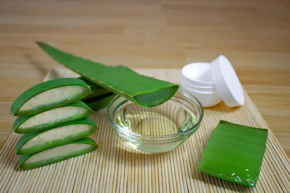Efektivitas Lidah Buaya untuk Mengatasi Asam Urat dan Cara Penggunaannya