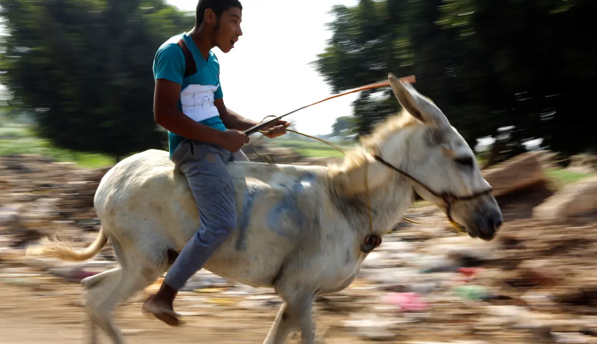 Seorang peserta memacu keledainya saat ambil bagian dalam lomba balap keledai di desa Al-Baragel, luar Kairo, Jumat (28/9). Sebanyak 35 keledai berpartisipasi dalam kompetisi tahunan yang berhadiah 5000 EGP atau sekitar 4 juta rupiah. (AP/Amr Nabil)