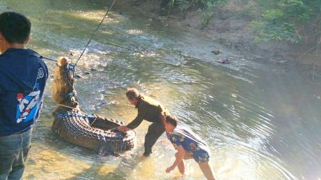 Buaya yang berhasil diamankan warga pada salah satu sungai di Muna.(Liputan6.com/Ahmad Akbar Fua)