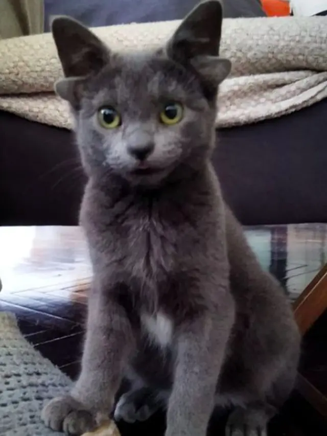 Kucing miliki 4 telinga