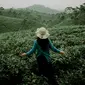 ilustrasi perempuan di kebun teh/Photo by kudung setiawan on Unsplash