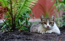 8 Tips Menata Pekarangan agar Tidak Mudah Dirusak Kucing Liar Tanpa Menyakiti