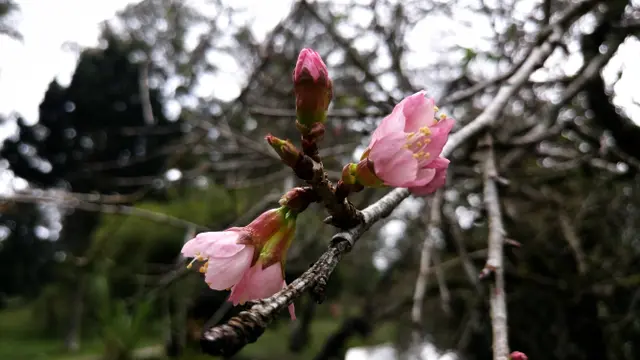 Bunga sakura