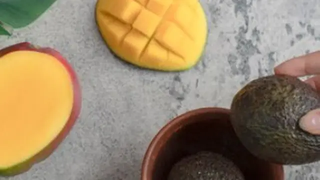 Masker Mangga dan Alpukat