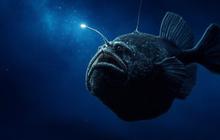 5 Fakta Unik tentang Anglerfish, Ikan Laut Dalam yang Jadi Sorotan di Media Sosial
