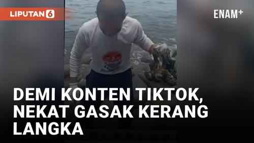 VIDEO: Miris, Kerang Kima yang Terancam Punah Digasak dan Dijadikan Konten