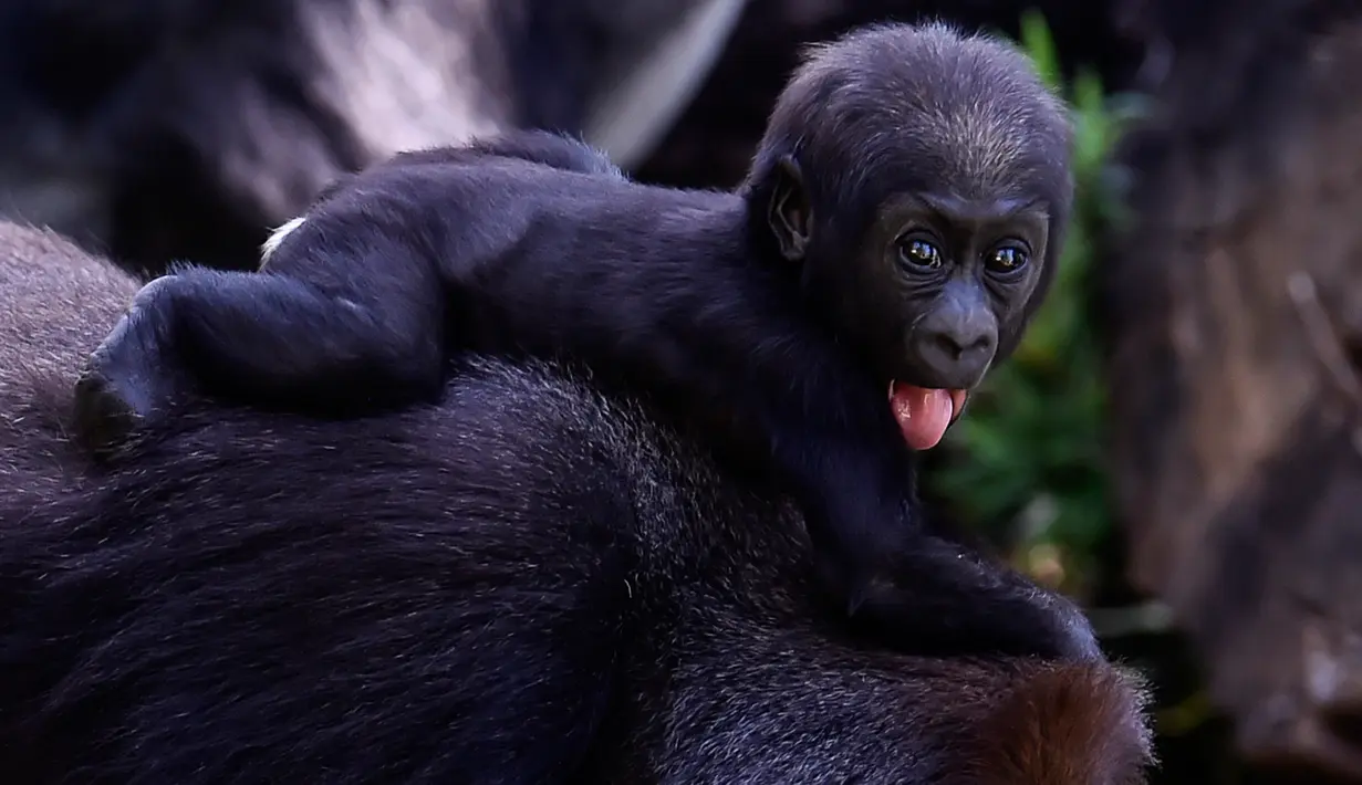 Seekor bayi gorila dataran rendah barat terlihat di Kebun Binatang Belo Horizonte, Brasil pada 14 Oktober 2019. Kebun binatang ini merupakan satu-satunya di Amerika Selatan yang berhasil mengembangbiakkan spesies langka ini. (DOUGLAS MAGNO/AFP)