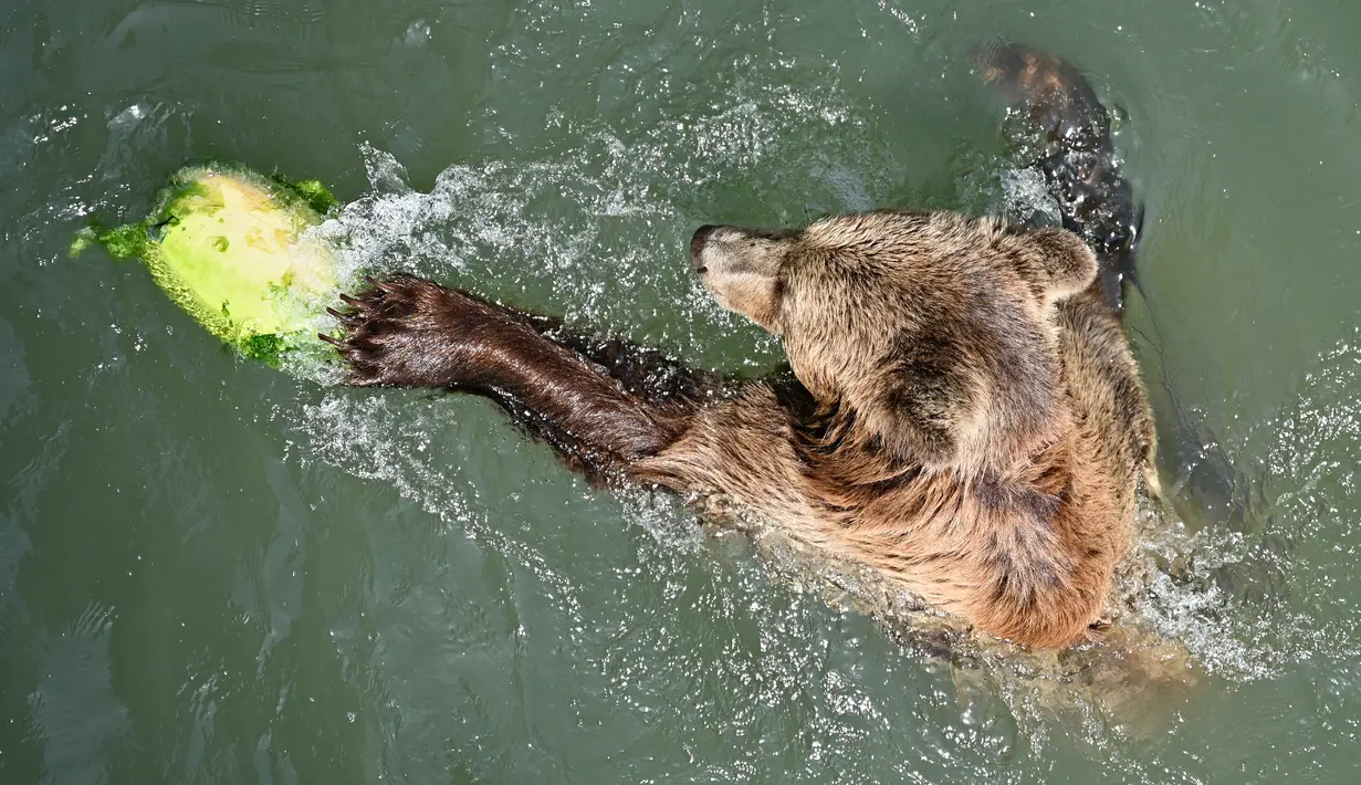 Seekor beruang bermain dengan semangka beku untuk mendinginkan diri saat suhu mencapai 37 derajat Celcius di kebun binatang Bioparco di Roma, Italia pada 16 Agustus 2021. (Andreas SOLARO / AFP)