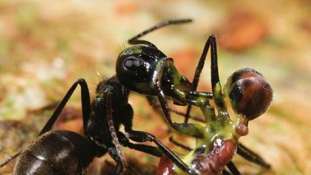 Hasil gambar untuk pertahanan Carpenter Ant