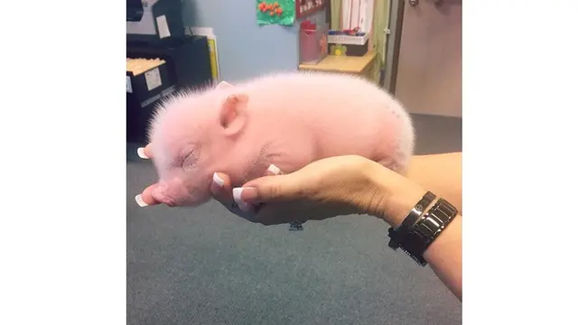 Potret 7 Bayi Hewan Ini Imut Banget, Bikin Gemes