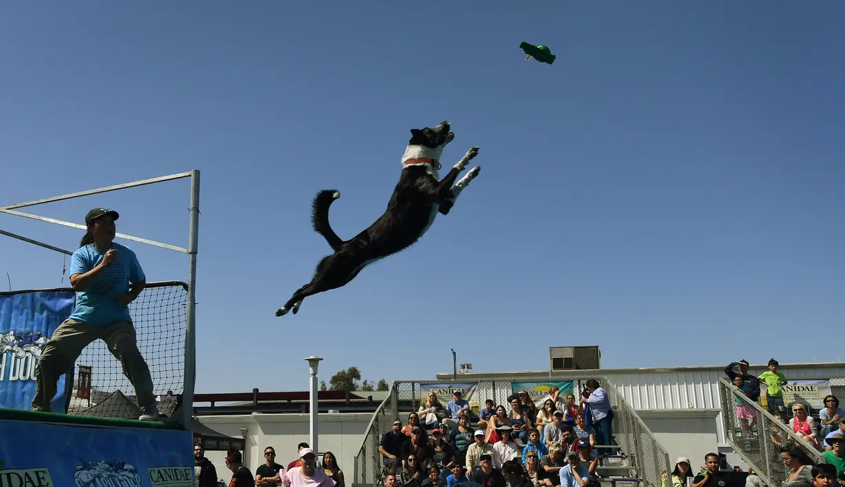Seekor anjing bernama Athena melompat ke kolam saat mencoba menangkap mainannya dalam kompetisi Splash Dogs di Costa Mesa, California (28/4). Dalam kompetisi ini para anjing harus melewati rintangan dan tantangan. (AFP/Mark Ralston)