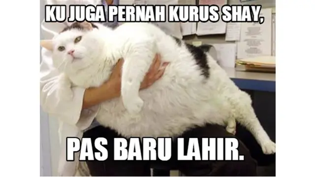 6 Meme Kucing Kegendutan Ini Bikin Gemas