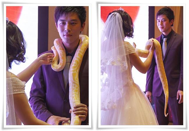 Pasangan yang betukar ular piton sebagai mas kawin di hari pernikahan | Photo: Copyright asiantown.net