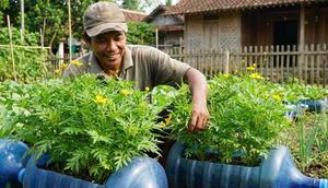 Cara Menanam Kenikir di Galon Bekas (Foto: AI)