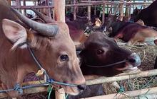 Menangis Sesenggukan, Ibu Tua ini Sedih Bukan Main Sapi yang Dipeliharanya Sejak Kecil Dibawa Pembeli 'Seng Pintar Yo Nak