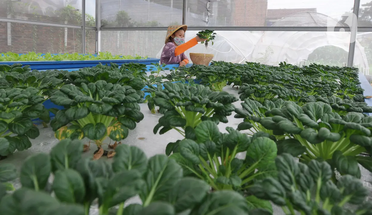 Maisa yang penyandang autisme memanen sayuran dalam kebun hidroponik di kawasan Ciganjur, Jakarta, Rabu (9/2/2022). Kebun Maisa Petani yang dikembangkan sebagai wahana edukasi bagi penyandang disabilitas itu dapat menghasilkan rata-rata pendapatan sekitar Rp 10 juta/bulan (merdeka.com/Arie Basuki)