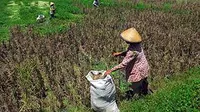 Petani memanen sedikit sisa padi yang masih bisa diselamatkan, di antara tanaman padi seluas satu petak sawah miliknya yang rusak, di Bakungan, Karangdowo, Klaten, Jateng.(Antara)