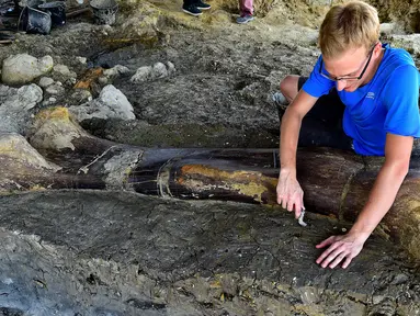 Peneliti National History Museum of Paris, Maxime Lasseron memeriksa tulang paha dinosaurus raksasa Sauropoda yang ditemukan awal minggu lalu di sebuah situs penggalian di barat daya Prancis, 24 Juli 2019. Tulang paha dengan panjang dua meter ini diklaim berusia 140 juta tahun. (GEORGES GOBET/AFP)