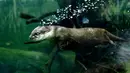 Seekor berang-berang cakar kecil Asia terlihat menyelam di bawah air di Kebun Binatang Shanghai di Shanghai, China timur, pada 10 Juni 2020. Berang-berang yang paling kecil ukurannya di dunia tersebut statusnya menurut IUCN adalah Vulnerable atau rentan terancam punah.  (Xinhua/Zhang Jiansong)