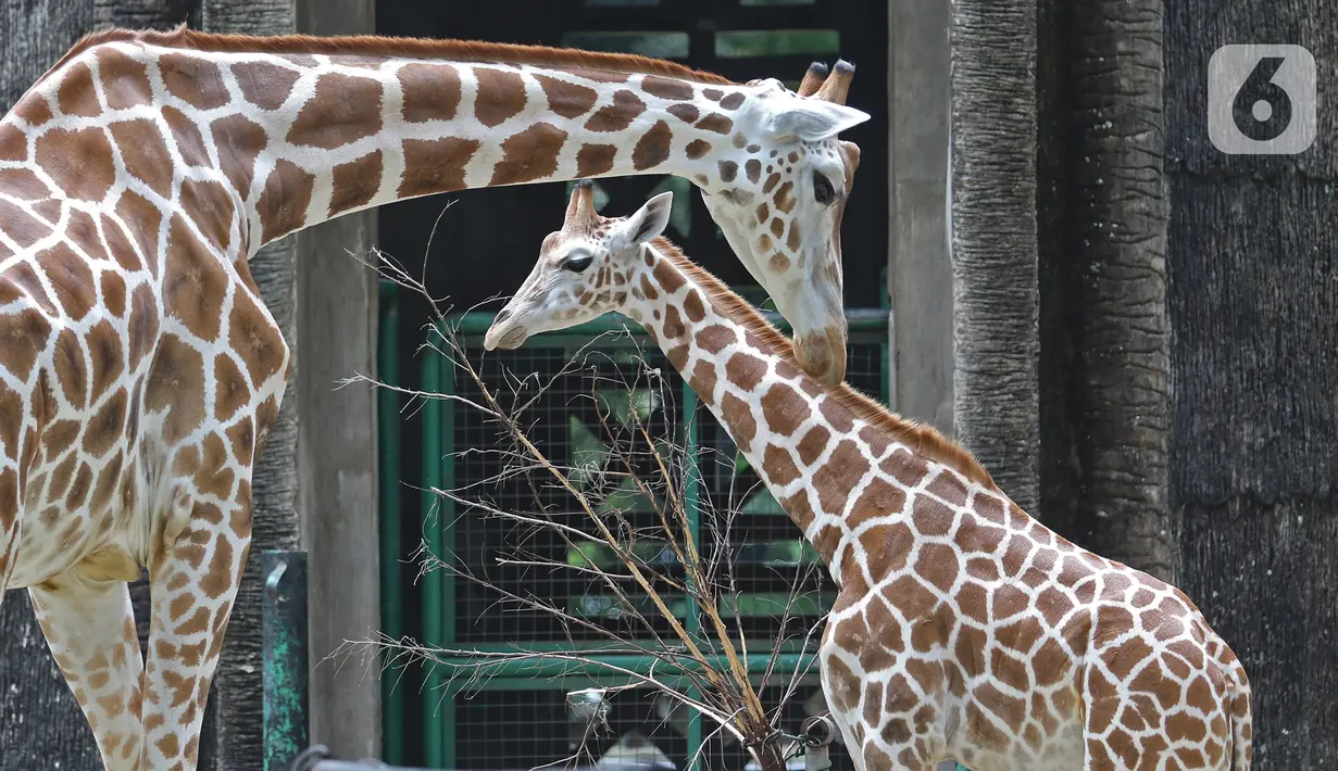Kawanan jerapah terlihat di kandangnya di Taman Margasatwa Ragunan (TMR), Jakarta Selatan, Sabtu (26/12/2020). Meskipun pandemi covid-19 masih terjadi, sejumlah warga tetap mengunjungi Ragunan di libur panjang Natal 2020 ini. (Liputan6.com/Herman Zakharia)