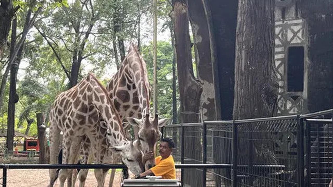 Harga Tiket Masuk Taman Margasatwa Ragunan, Buka Malam Hari Mulai Sabtu 11 Oktober 2025