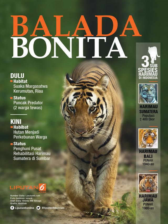 Infografis Harimau Bonita