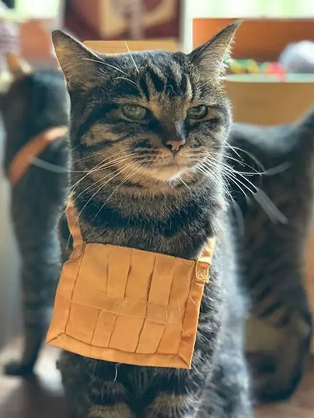 Gemasnya Kuil Kucing di Jepang, Pecinta Kucing Pasti Suka