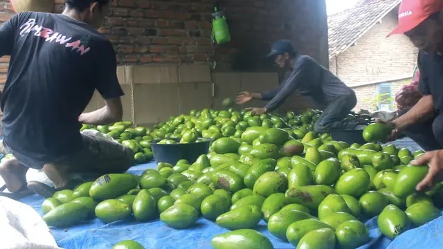 Petani alpukat siger di Lampung