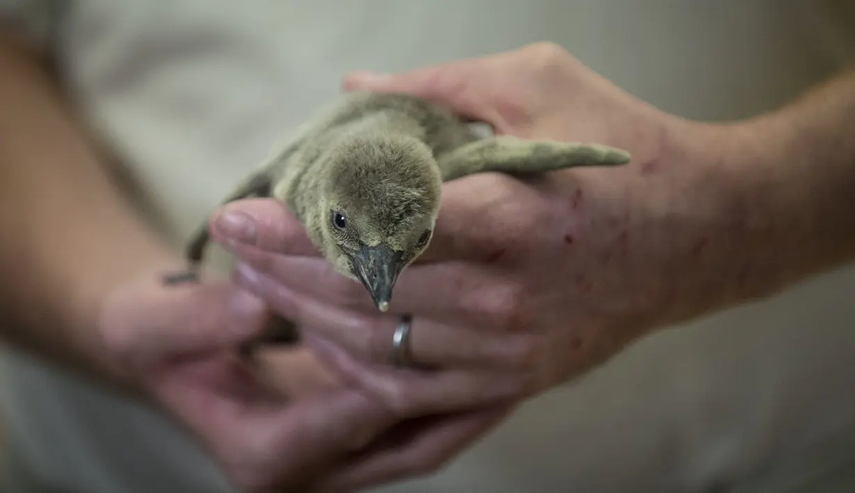 Petugas menggendong bayi penguin Humboldt yang berumur satu bulan di Kebun Binatang di Praha (11/11/2019). Bayi penguin ini telah diperlihatkan kepada pengunjung di Kebun Binatang Praha di Republik Ceko. (AFP Photo/Michal Cizek)