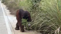 Miris Orangutan Mengais Makanan di Pinggir Jalan, Diduga Kelaparan