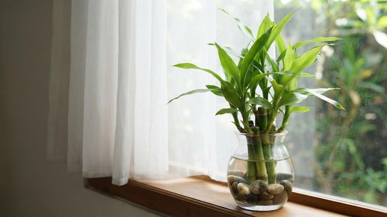 Cara Merawat Bambu Rezeki agar Tidak Menguning