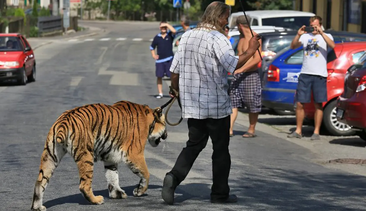 Pemilik dan pelatih hewan sirkus, Jaromir Joo saat mengajak harimaunya yang bernama Taiga berjalan-jalan di Letovice, Republik Ceko, 30 Agustus 2015. (AFP PHOTO/Radek MICA)