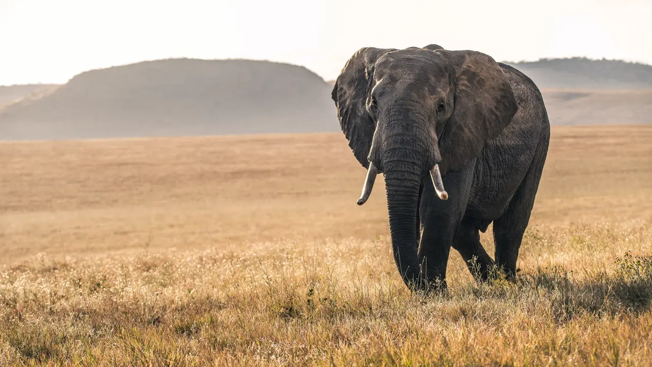 gajah