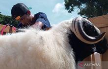 Pameran Peternakan Dorong Popularitas dan Harga Jual Domba Seni Lokal Temanggung