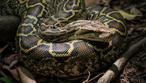 Cara Melepaskan Diri dari Lilitan Ular Piton (Sumber: gemini.com)