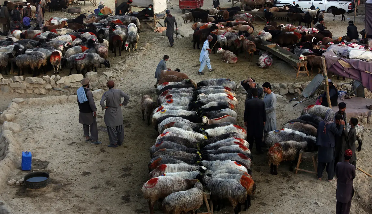 Sejumlah pedagang saat menjual hewan kurban di sebuah pasar di Kabul, Afghanistan, (29/8). Umat Muslim dari seluruh dunia sedang mempersiapkan menyambut Idul Adha 1438 H. (AP Photo / Rahmat Gul)