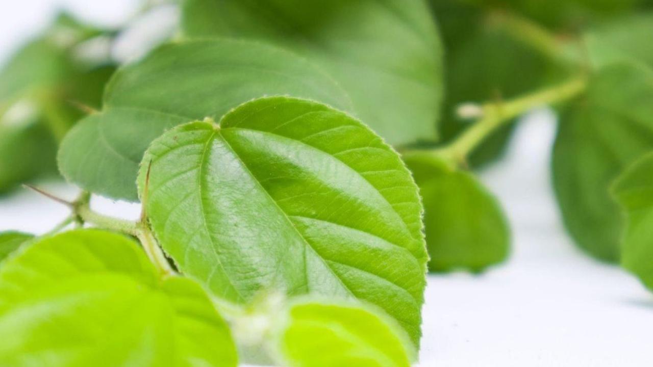 Kandungan Daun Bidara