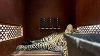 Macan Tutul Nekat Masuk ke Hotel di Bandung (Dok: ANTARA/Rubby Jovan)