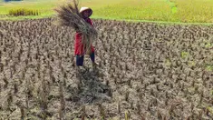 Petani memanen padi di lahan yang mengalami gagal panen di Desa Weninggalih, Kecamatan Jonggol, Kabupaten Bogor, Minggu (5/7/2026). (Merdeka.com/ Arie Basuki)