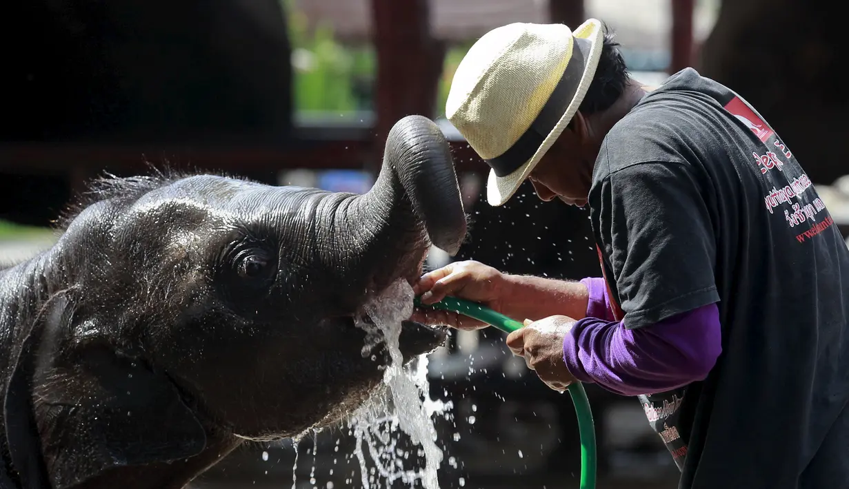 Seorang penjaga memberikan air ke gajah kecil di Ayutthaya, Bangkok, Thailand, (11/8/2015). Acara tahunan ini diselenggarakan untuk meningkatkan kesadaran tentang konservasi gajah. (REUTERS/Chaiwat Subprasom)