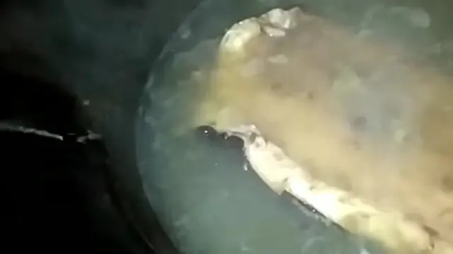 Hanya Pakai Sendok, Begini Trik Mudah dan Cepat Bersihkan Bulu di Kulit Sapi