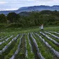 Orang-orang bekerja di kebun stroberi di Bener Meriah, provinsi Aceh tengah (1/9/2019). Untuk menuju ke kebun stroberi ini pengunjung membutuhkan waktu sekitar 20 menit dari perkotaan. (AFP Photo/Chaideer Mahyuddin)