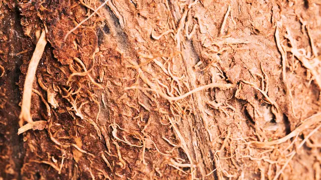 cocofiber