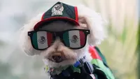 Mengenal Osito, Anjing Penyelamat di Piala Dunia 2026