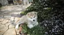 Seekor anjing Akita sedang beristirahat di pusat penampungan di Takasaki, Prefektur Gunma, Jepang (3/4). Presiden Rusia, Vladimir Putin pun memiliki anjing Akita yang diberi nama Yume. (AFP/Behrouz Mehri)