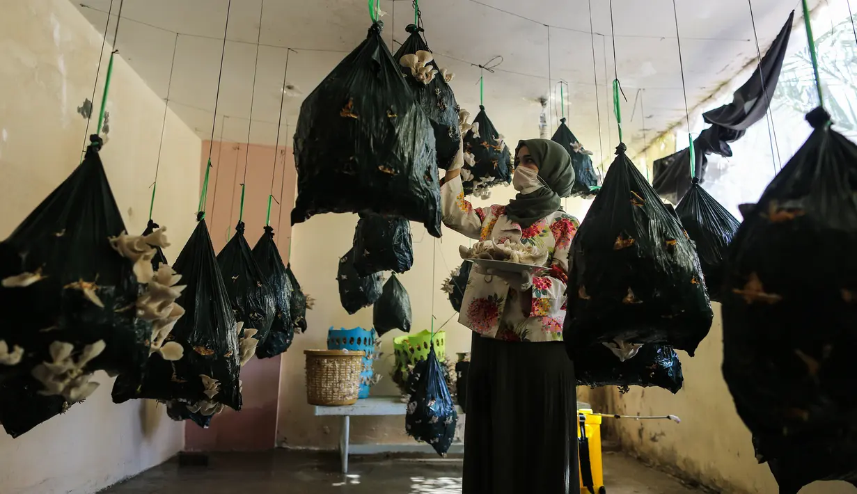 Alaa al-Masry memeriksa jamur tiram di kediamannya di Gaza City, Palestina, Minggu (8/3/2020). Alaa al-Masry melakukan budi daya jamur tiram organik di sebuah kebun kecil yang dia bangun di rumahnya. (Xinhua/Rizek Abdeljawad)